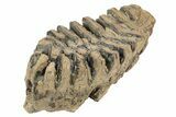 Partial Woolly Mammoth Fossil Molar - Poland #235269-3